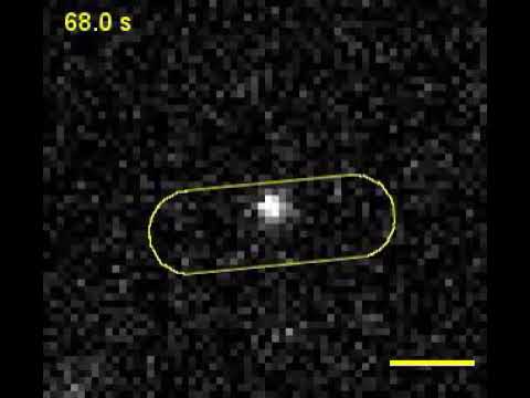 Processive cell wall synthesis by FtsW