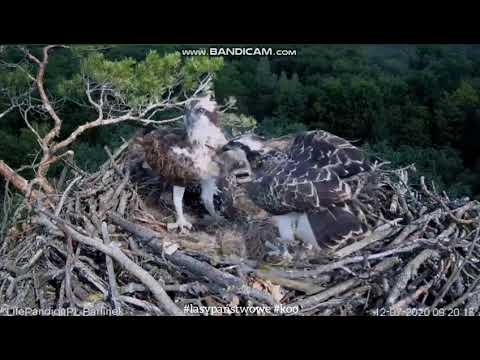 Jastrząb przy gnieździe rybołowów