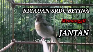 Download lagu Kicauan SRDC Betina Gacor memanggil jantan AUTO nyaut ngeplong Gacor mp3