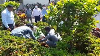 Governor plants a Chafa sapling on World Environment Day;?>