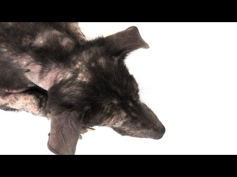 Dog Hair Loss Home Remedies