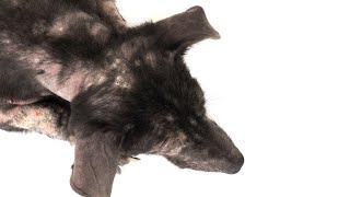 Dog Hair Loss Home Remedies