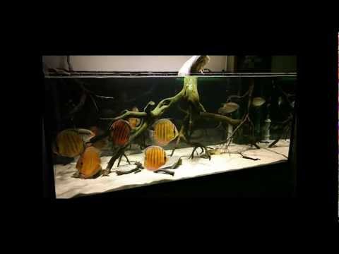 100gal Wild Discus Tank