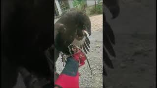 Download lagu MELATIH ELANG BK (BLACK KITE) #shorts #elang #alapalap #birds mp3