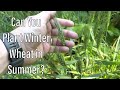 Plant Winter Wheat in Summer?!