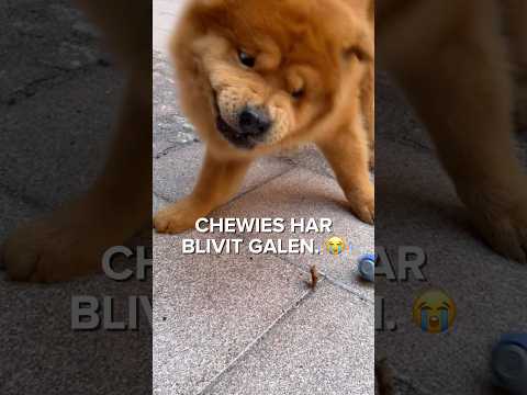 Chewies nya besatthet 😭😭 #hund #husdjur