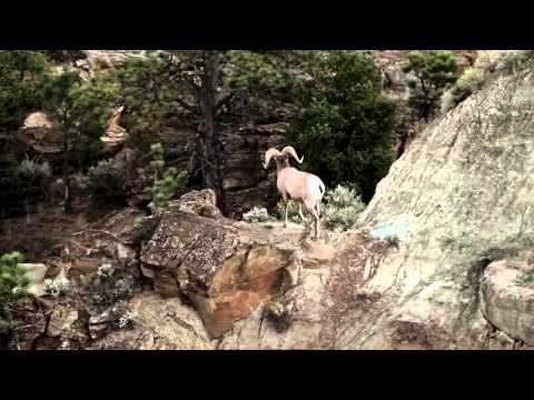 Greg White World Record Ram