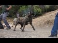 Dogo Canario - Llaima de la Isla de los Volcanes