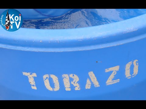 Azukari result @Torazo koi farm.