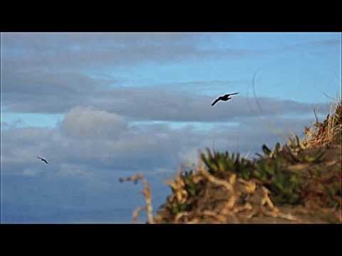 Mike Money - Choppas on Deck Marijuana Visual