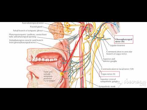 Nerve supply of palate 2