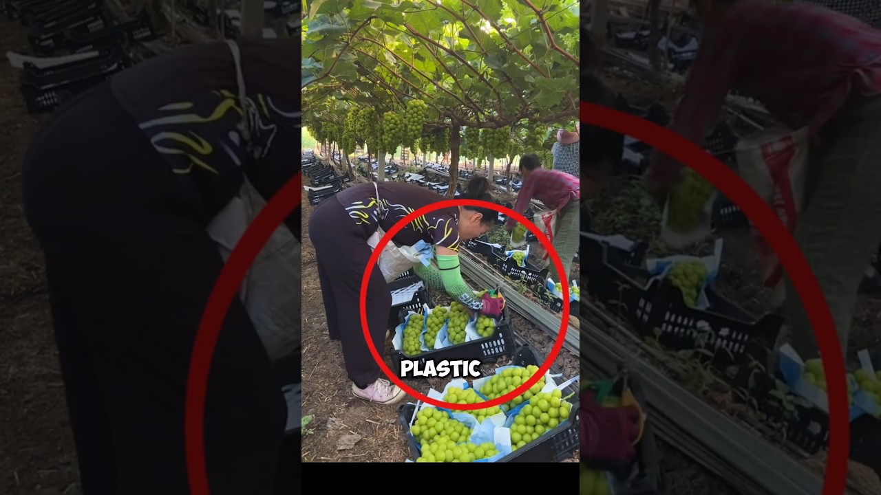 Grape harvesting and packaging process from Japanese land🍇#shots #farming