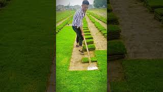 Download lagu proses keren petani panen rumput jepang untuk taman #shorts mp3