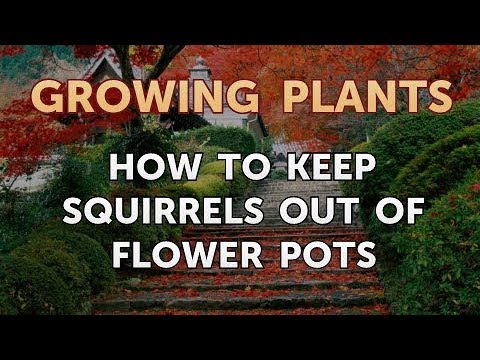 How to Nurse a Dying Ivy Plant Back to Life