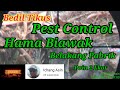 Berburu 12 : King Doom Shotgun...PEST CONTROL Hama Biawak (Belakang Pabrik) - Poin 2 Ekor