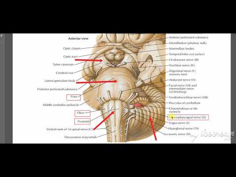 Glossopharyngral intro 2