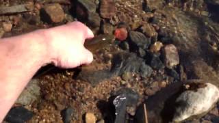 Releasing Rainbow Trout near Fairy Falls in California