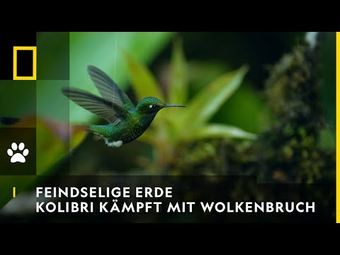 FEINDSELIGE ERDE - Kolibri kämpft mit dem Wolkenbruch | National Geographic