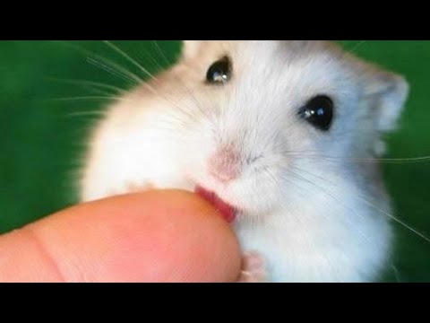 Paraziti hamsteri, 10 boli pe care le-ai putea lua de la animalul tau de companie