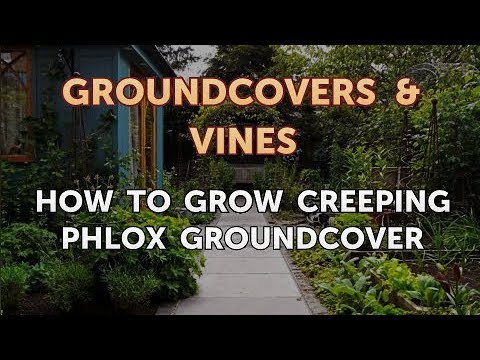 How to Grow a Trumpet Vine