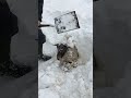 Heroic Farmer Saves Sheep Stuck In Snow