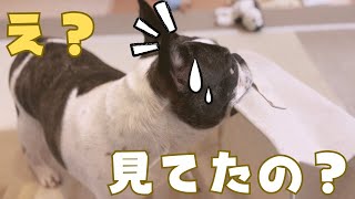 パパがいない間に悪戯してたらバレてた😨