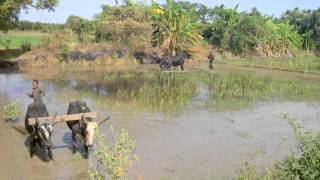 preview picture of video 'Région de Morondava 2'