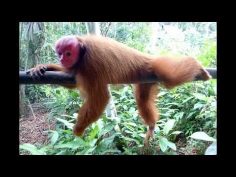 Ayahuasca Icaros by Wiler