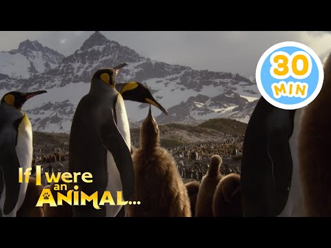 If I were a Penguin | Chicky's Playhouse | Kids Cartoons Collection