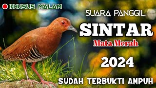 Download lagu SUARA PALING MANTAP UNTUK PANGGIL BURUNG SINTAR MATA MERAH/SINTAR GUNUNG. DIJAMIN 100% PADA DATANG mp3