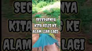 Download lagu burung KIRIK-KIRIK senja #bird #hewan mp3 Download lagu burung KIRIK-KIRIK senja #bird #hewan mp3