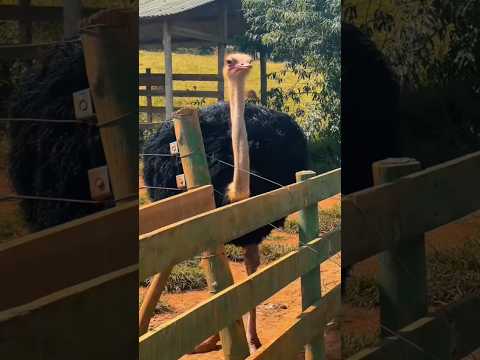 Fazendinha em Lagoa Dourada MG