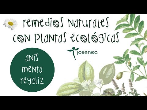 regaliz lactancia materna