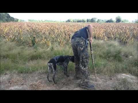 Presentación y cacería de palomas con perros de cobro 2015.