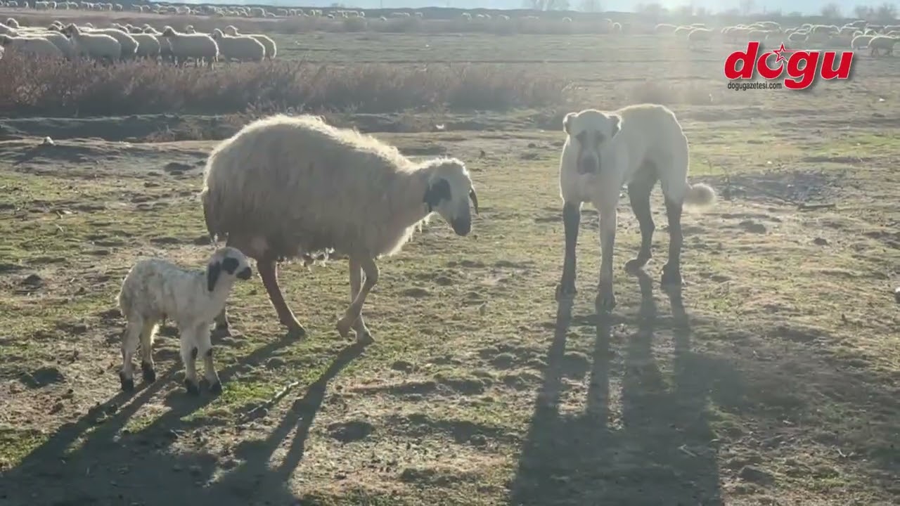 Anne Koyunun Kuzusunu Korumak İçin Köpekle Mücadelesi!