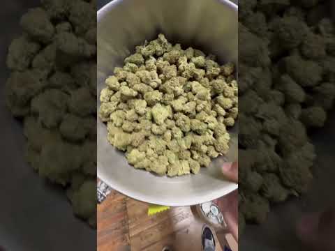 Weed Shopping #DopeAsYola #ReUp