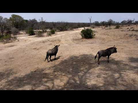 Djuma: Wildebeest herd  - 12:45 - 09/29/18