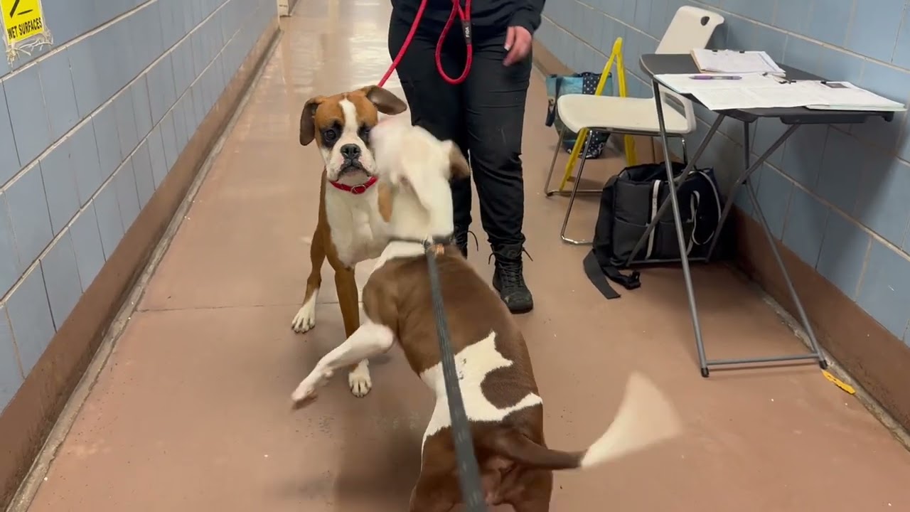 India's Leash Test