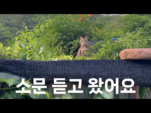동네 고양이들에게 소문난 마당 고양이네 집