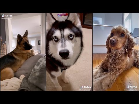 YouTube video about: What a dog shouldn't bark at?