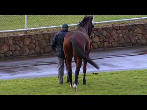 Belmont Park, 21/05/2016 - Race 6 - GIGANTE - Jim Taylor & Jason Brown