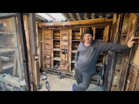 Németh Károly AUKCIÓ - Like Pigeon