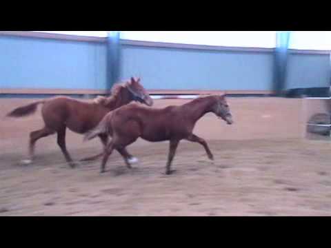 Serafina v. Scolari - Falsterbo