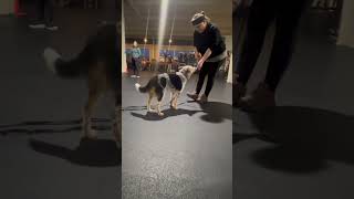 Video preview image #1 Mutt Puppy For Sale in Highland, IL, USA