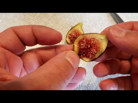 Malta Black Fig Early zone 5 hints of black cherry in the incredible tasting fig