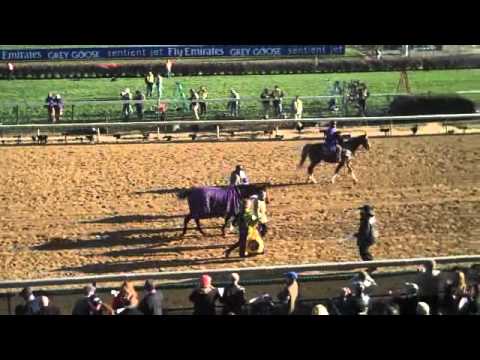 Breeders Cup 2010 - Goldikova leaves track after winning the Mile