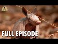 Wild America 1992 S11 E1 The Amazing Armadillo Full Episode FANGS