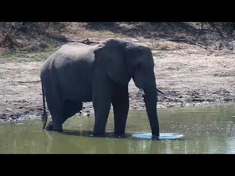 Djuma: Lone Elephant comes through - 11:30 - 08/25/20