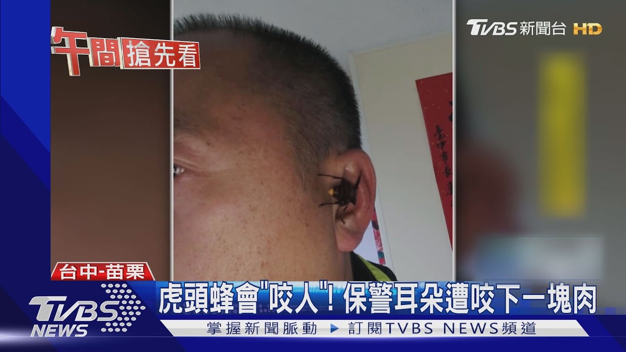虎頭蜂會「咬人」！　保警耳朵遭咬下一塊肉