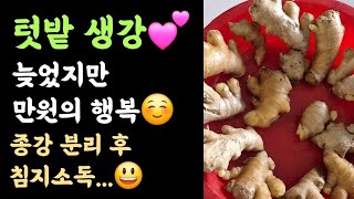 텃밭 생강???? 늦었지만 만원의 행복???? 종강 분리 후 침지소독...????